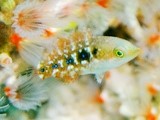 タコベラ幼魚