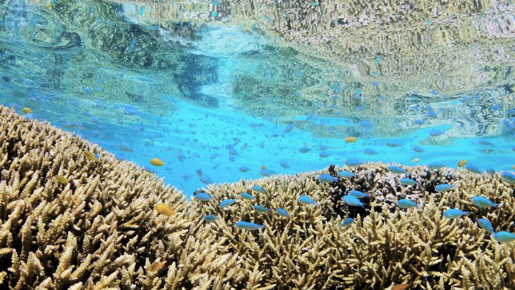 浅場の珊瑚