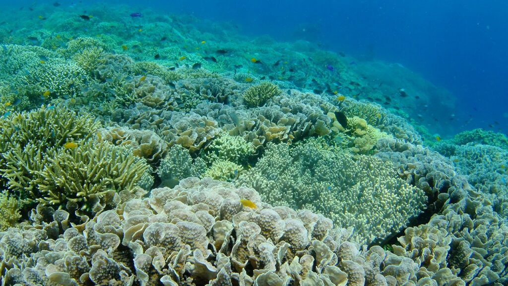 浅場の珊瑚