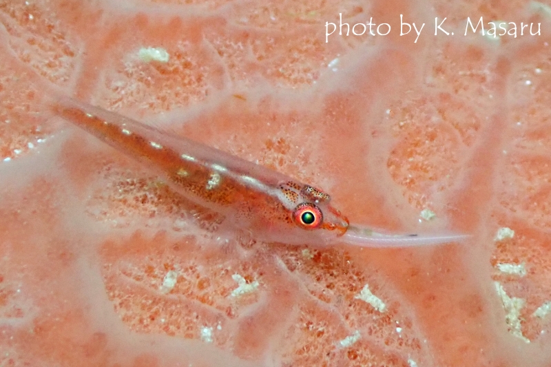 ウミタケハゼの捕食