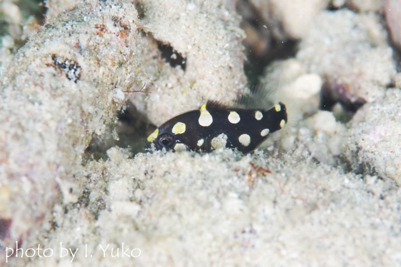 ヌノサラシの幼魚