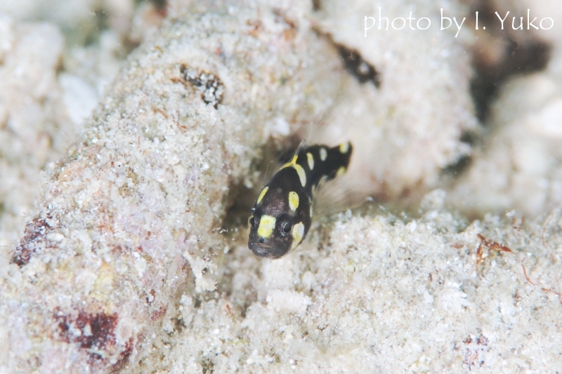 ヌノサラシの幼魚