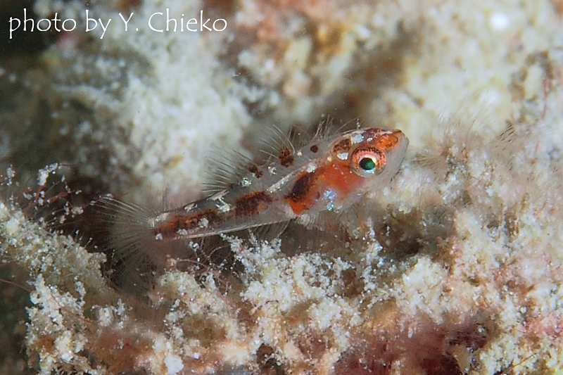 レッドブロッチドピグミーゴビー幼魚