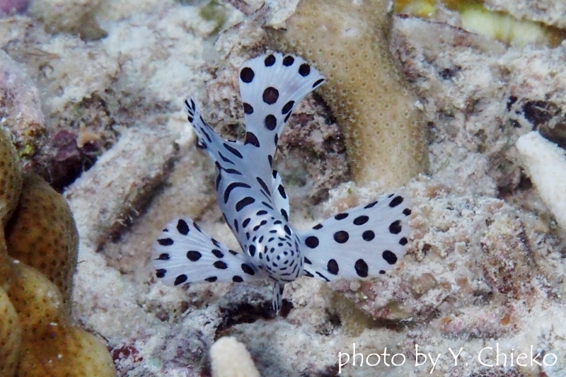 サラサハタの幼魚