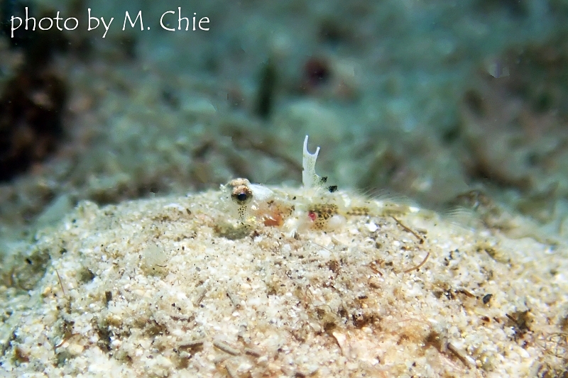 ヒメオニハゼの幼魚