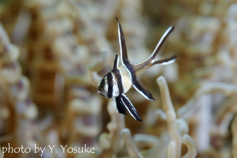 バンガイカーディナルフィッシュの幼魚