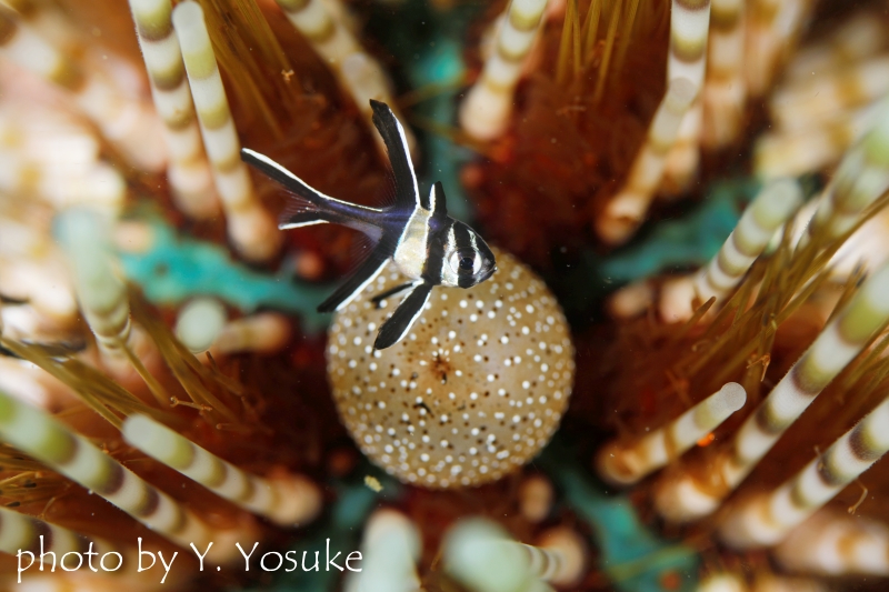 バンガイカーディナルフィッシュの幼魚