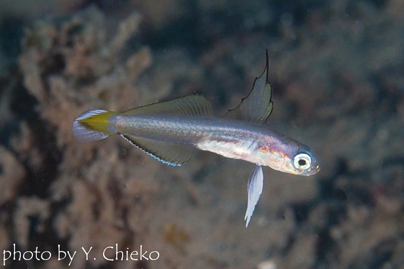 スミレハナハゼの幼魚