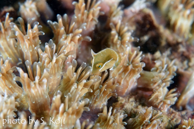 タテジマカワハギ幼魚