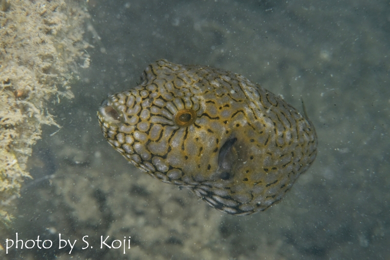 ケショウフグの幼魚