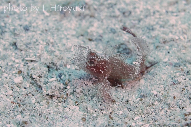 ツノカサゴの幼魚