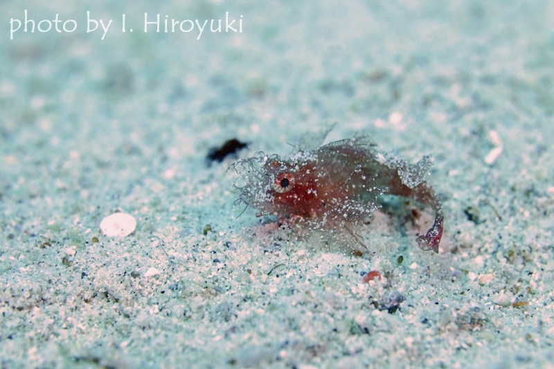 ツノカサゴの幼魚