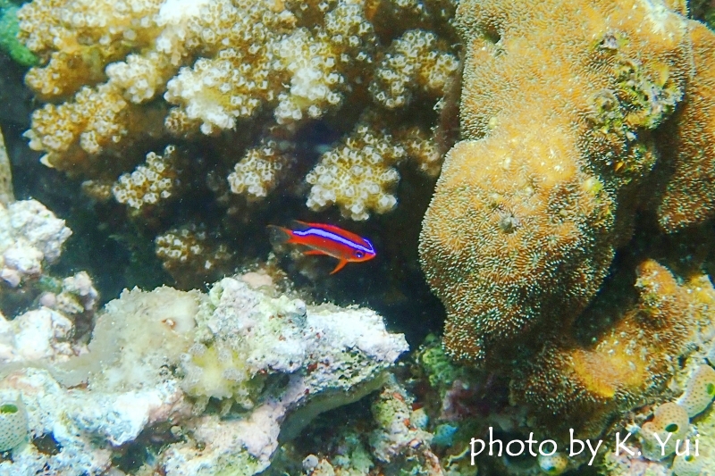 オレンジダムゼル幼魚