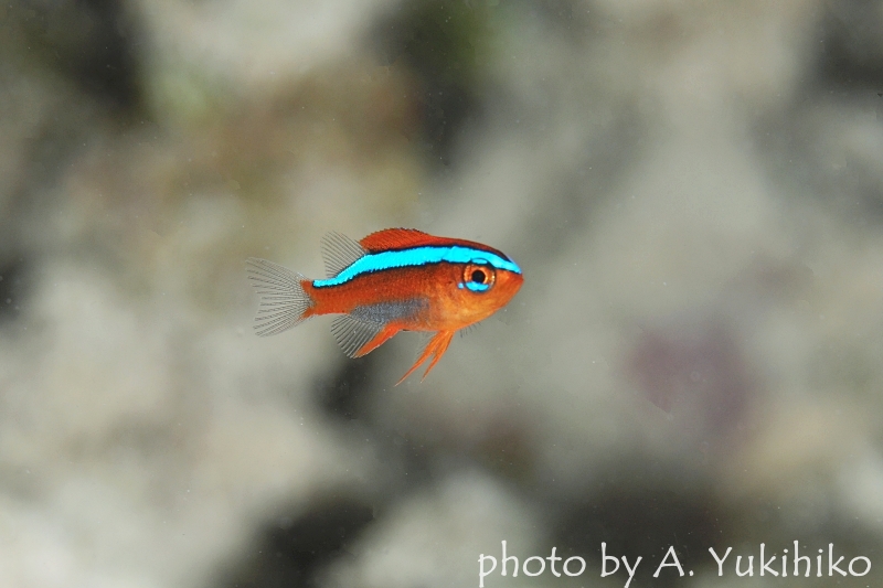 オレンジダムゼル幼魚