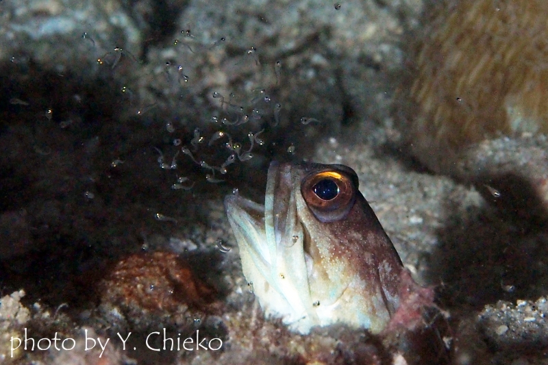 ゴールドスペックジョーフィッシュハッチアウト