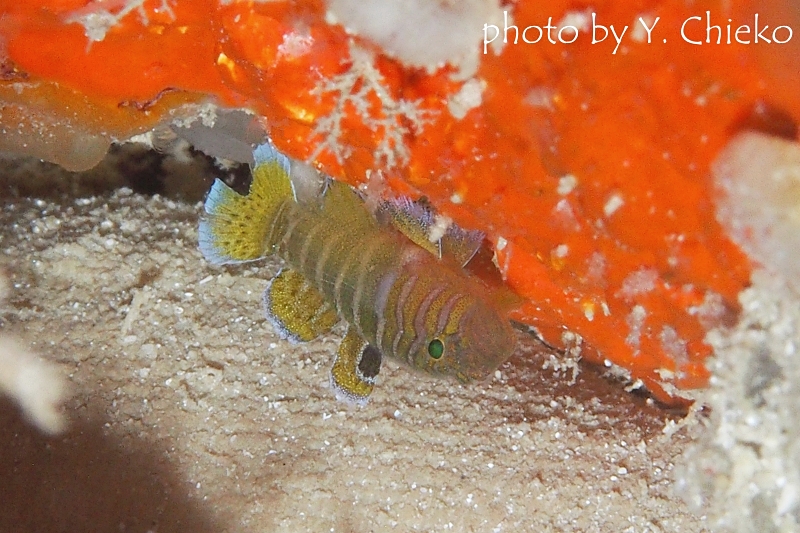 ベンケイハゼ　幼魚