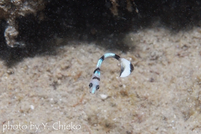 コロダイの幼魚