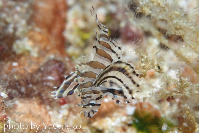 シマヒメヤマノカミの幼魚