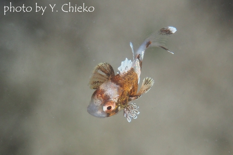 チョウチョウコショウダイの幼魚