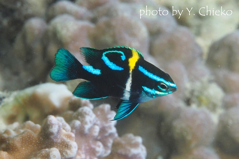 ジャワダムゼルの幼魚