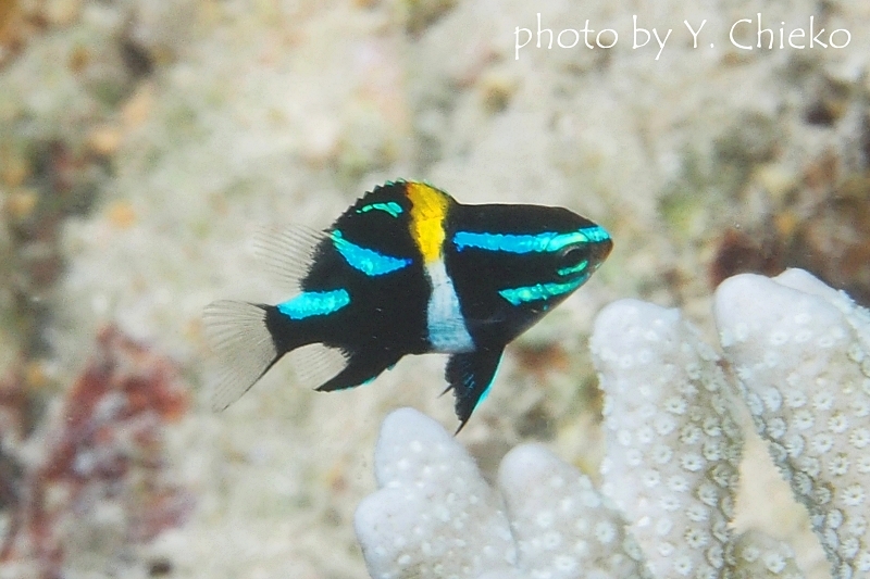 ジャワダムゼルの幼魚