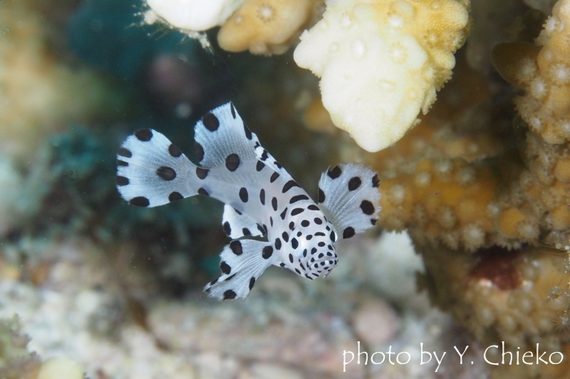 サラサハタの幼魚