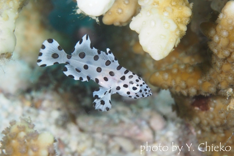 サラサハタの幼魚