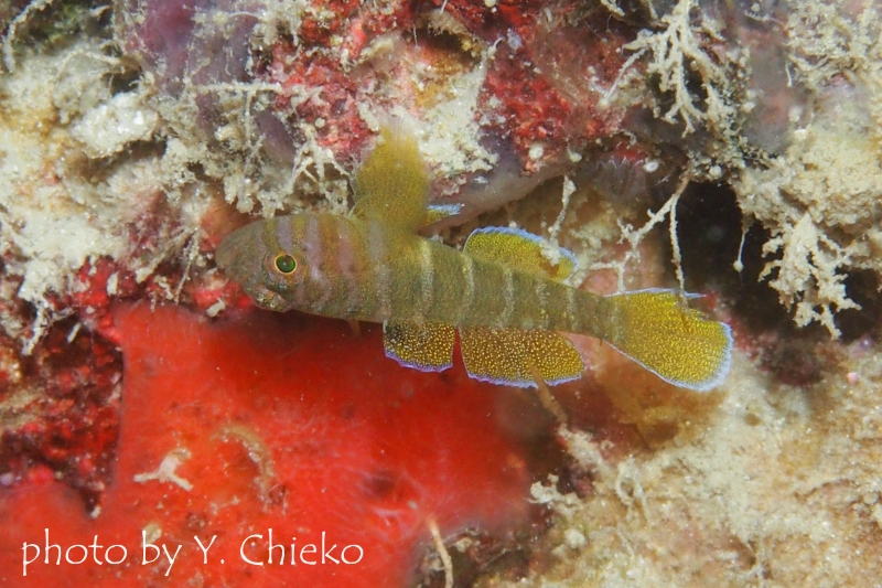 ベンケイハゼ幼魚