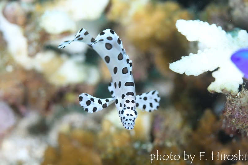 サラサハタの幼魚