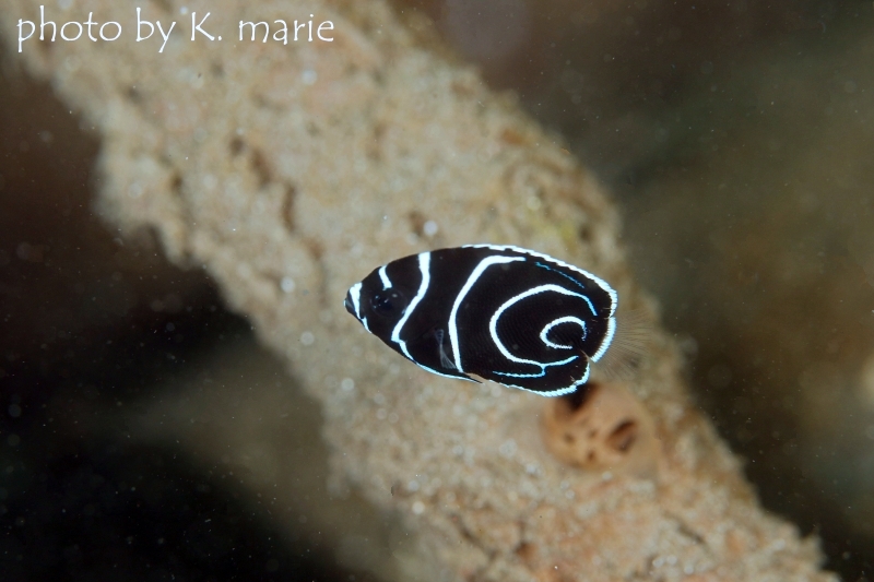 タテジマキンチャクダイの幼魚