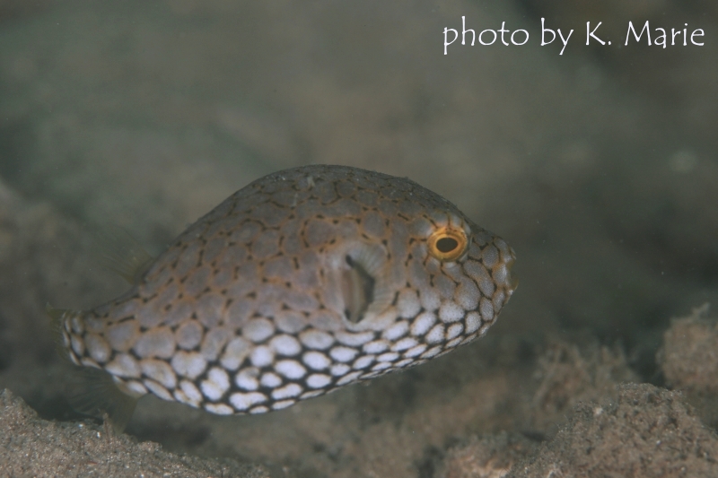 ケショウフグの幼魚