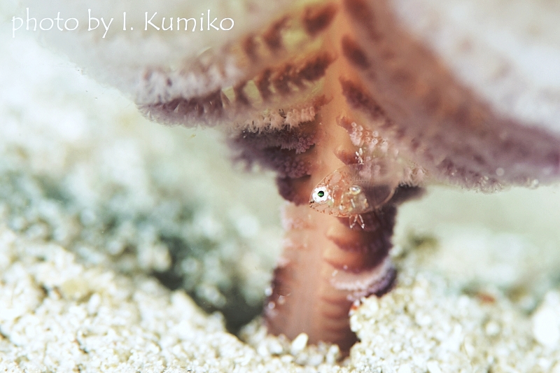 小さすぎるベラの幼魚