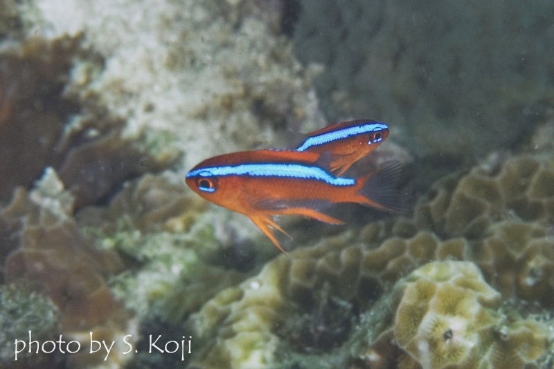 オレンジダムゼル幼魚