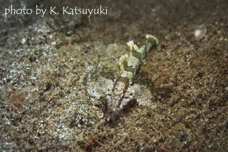 オキナワハゼの成魚