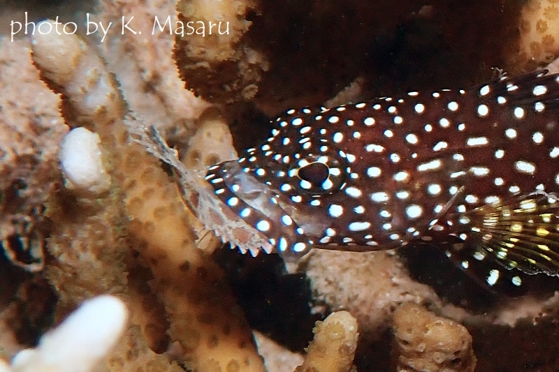 ナミハタの捕食