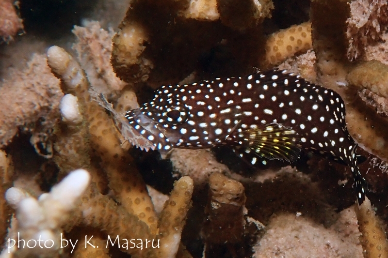 ナミハタの幼魚