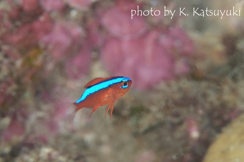 オレンジダムゼルの幼魚