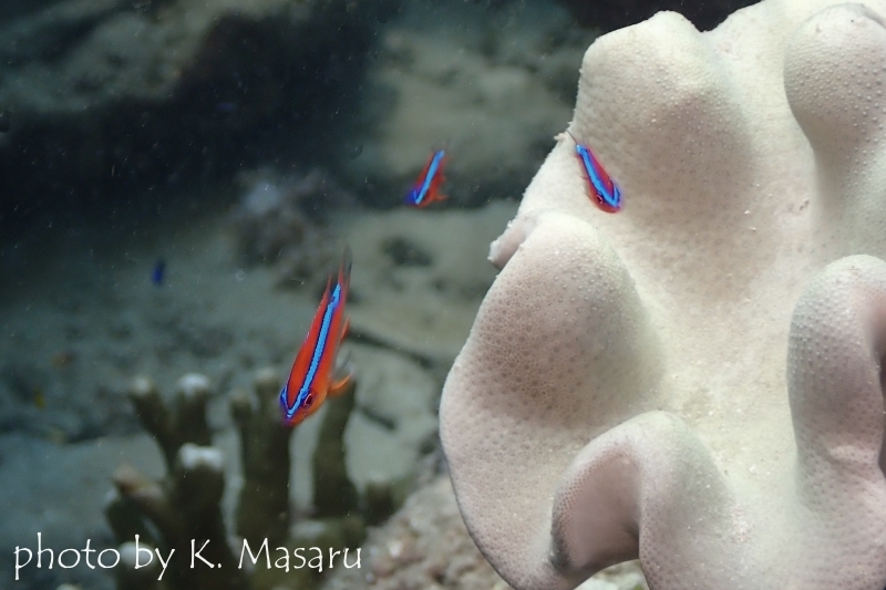 オレンジダムゼルの幼魚