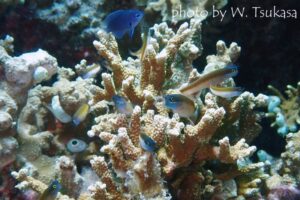 イエローアイコームトゥースブレニー