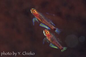 レッドヘッドドワーフゴビー