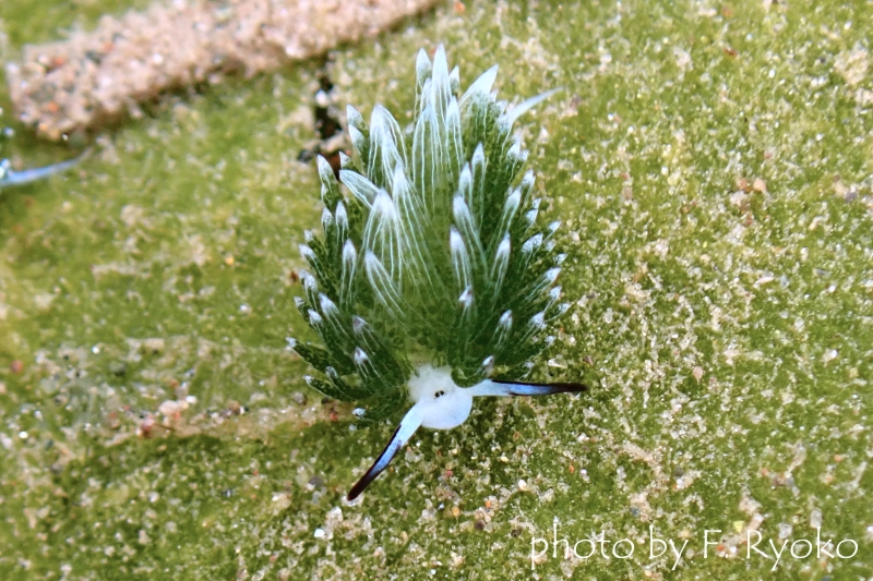 ウサギモウミウシ