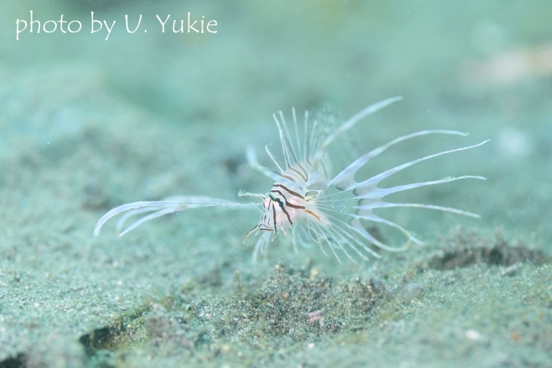 ハナミノカサゴの幼魚