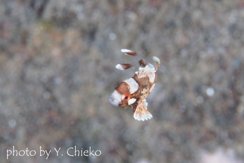 チョウチョウコショウダイの幼魚