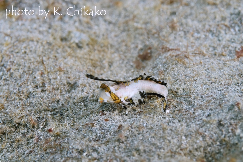 イッポンテグリの幼魚