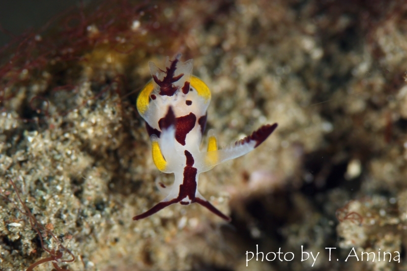 ツガルウミウシ属の一種