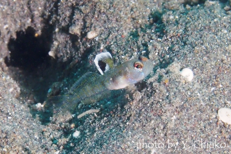 スパンクルドシュリンプゴビー幼魚