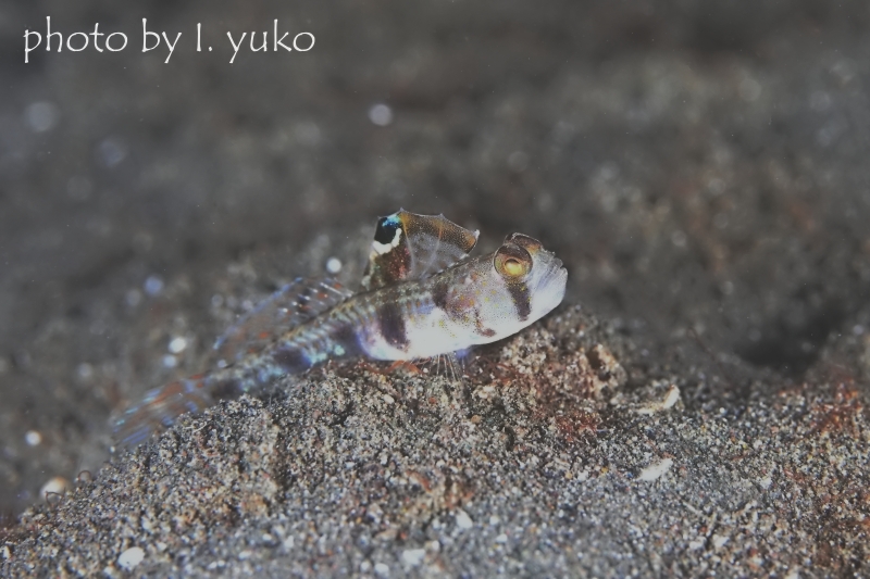 ウシオニハゼYg