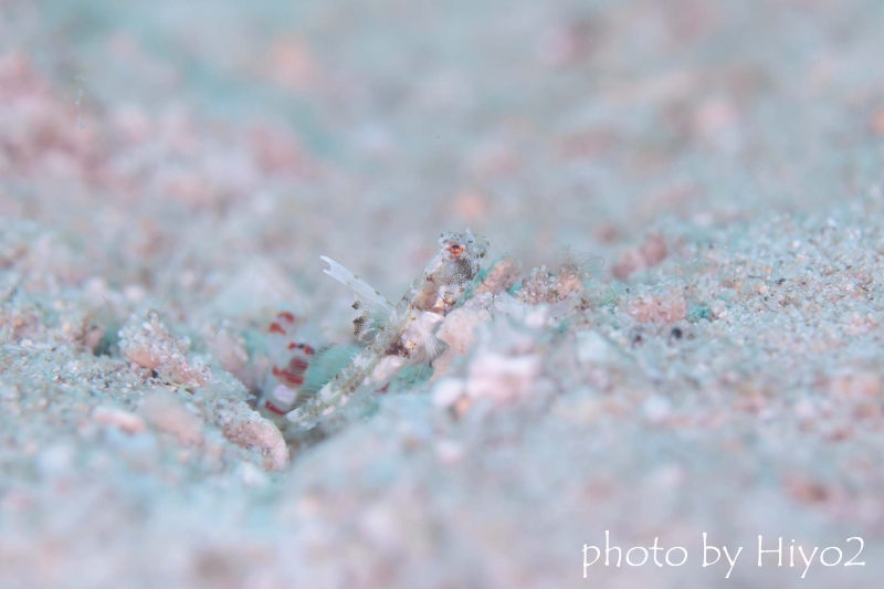 ヒメオニハゼの幼魚
