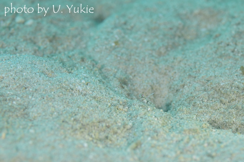 ヒメオニハゼの幼魚