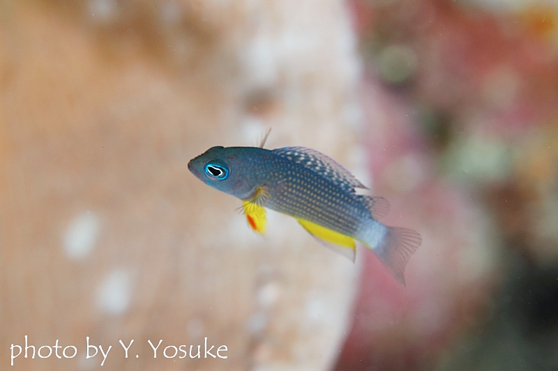 コモドドティバックの幼魚